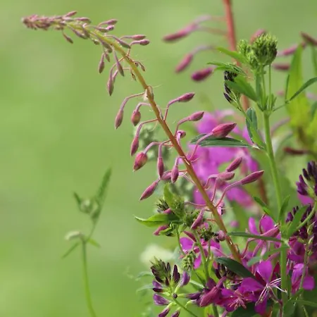 Haus Wiesenblick Sölden