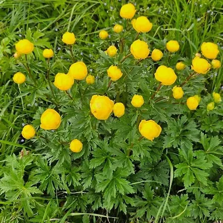 דירה Haus Wiesenblick זולדן