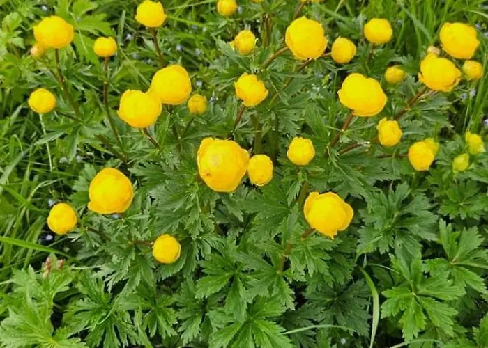 דירה Haus Wiesenblick זולדן